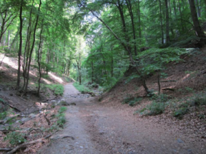 20170715_oroshazi_01